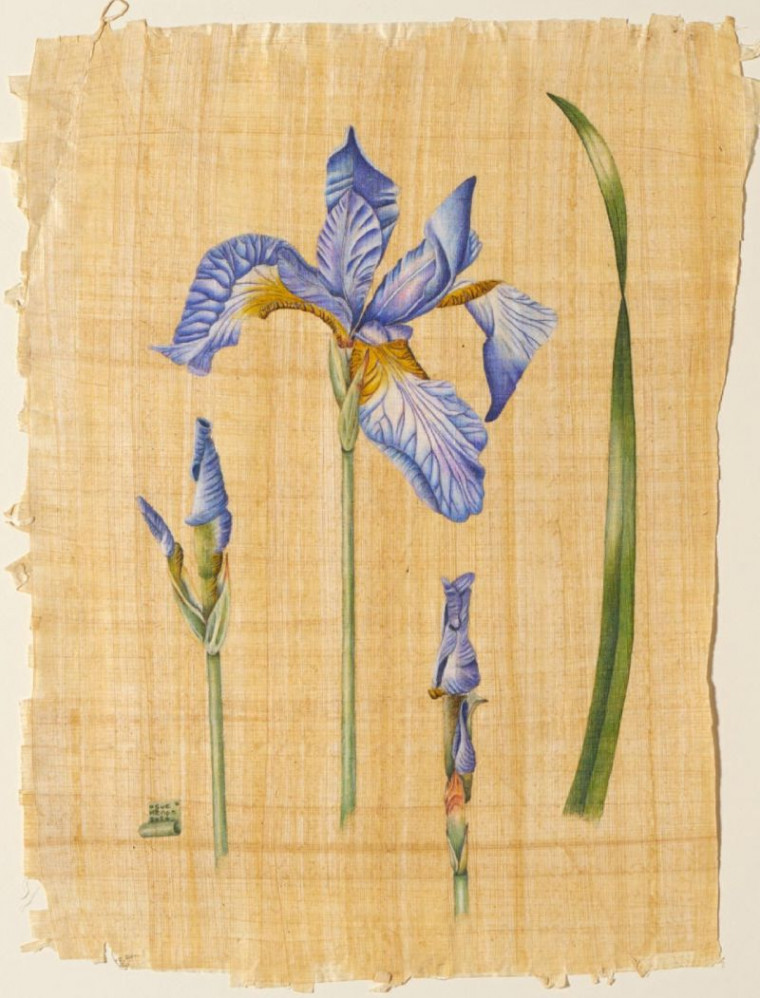 Sue H&eacute;non: Iris I, 2020, Farbstift auf Papyrus (Foto: Atelier H&eacute;non)